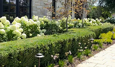 Commercial Landscape Bed Maintenance