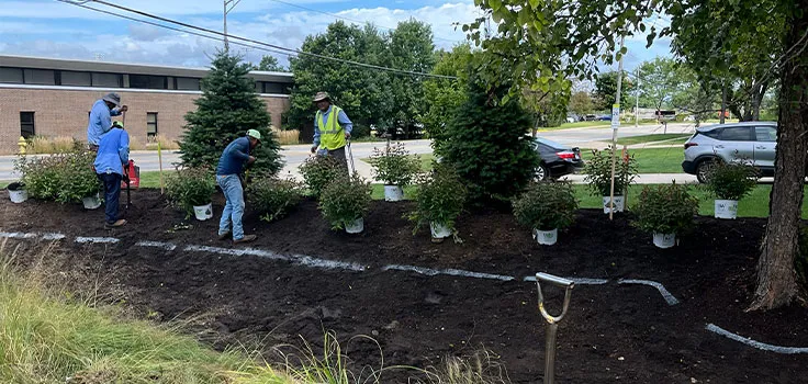 Commercial landscape installation planting