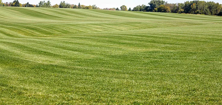 Striped lawn commercial turf maintenance
